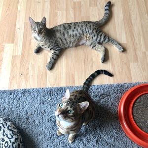 Meet your Posher, Rachel